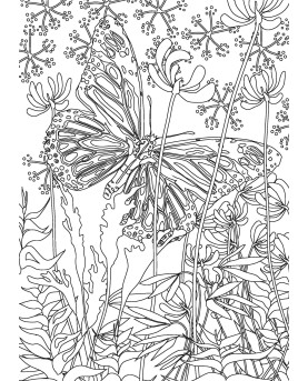 PAPILLONS - COLORIAGES ANTI-STRESS