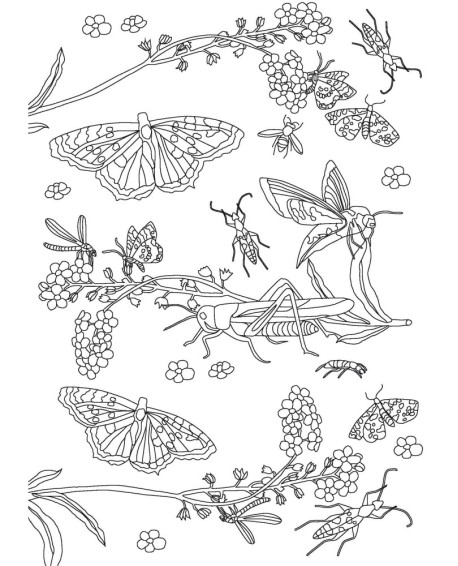 PAPILLONS - COLORIAGES ANTI-STRESS