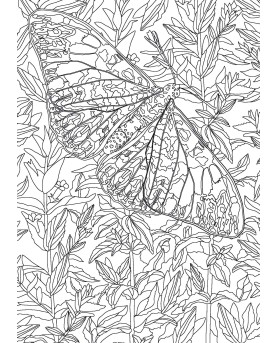 PAPILLONS - COLORIAGES ANTI-STRESS