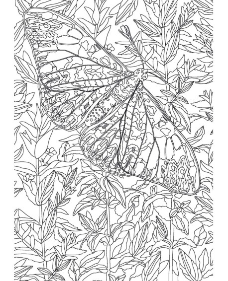 PAPILLONS - COLORIAGES ANTI-STRESS