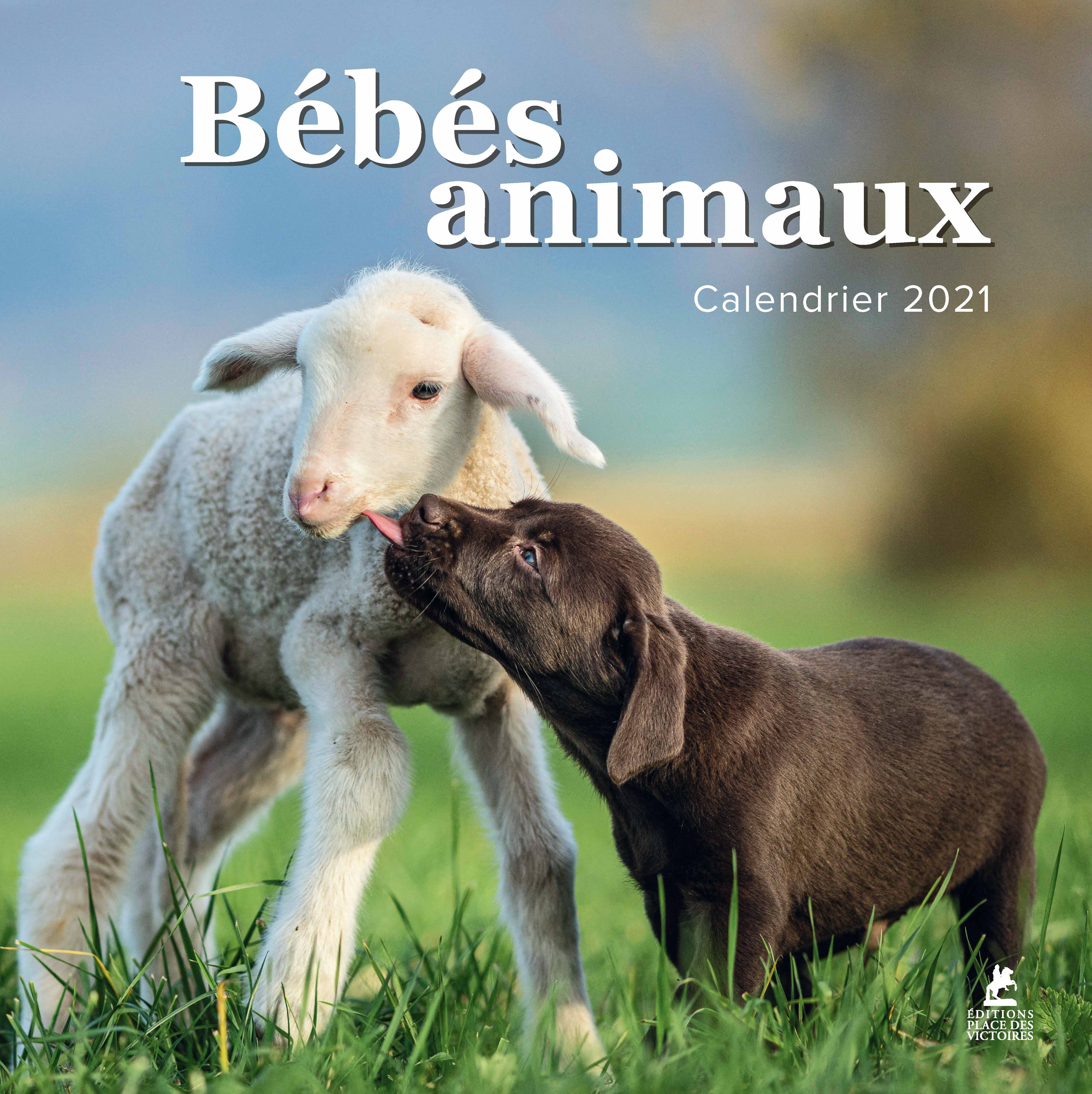 Bebes Animaux Calendrier 21