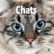 Chats - Calendrier 2022