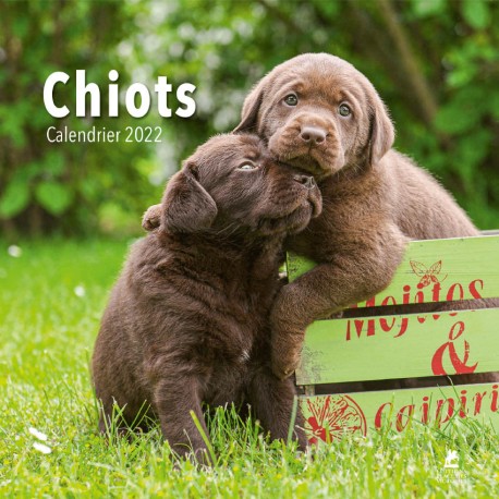 Chiots - Calendrier 2022