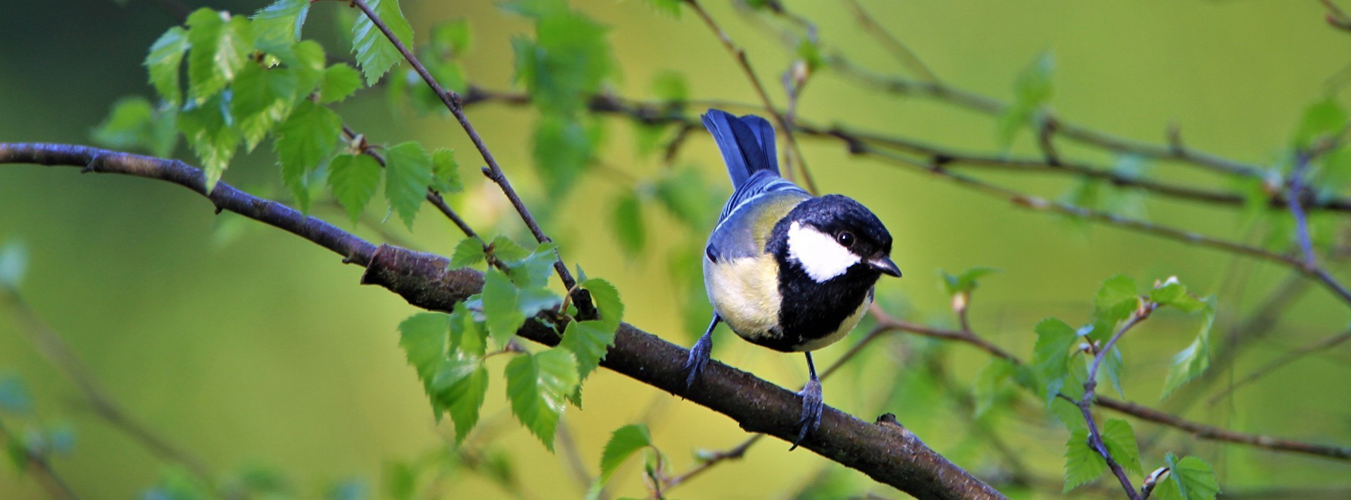 Oiseaux de nos jardins - Calendrier 2022