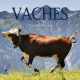 Vaches - Calendrier 2023