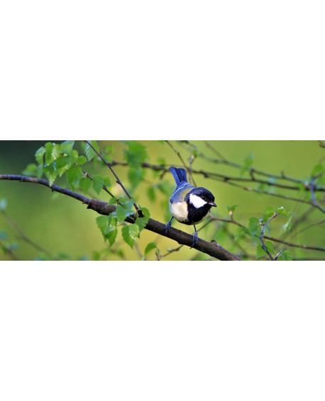 Oiseaux de nos jardins - Calendrier 2023