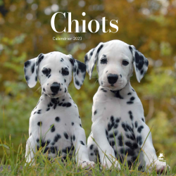 Chiots - Calendrier 2023