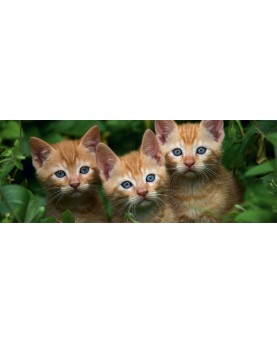 Chatons - Calendrier 2023