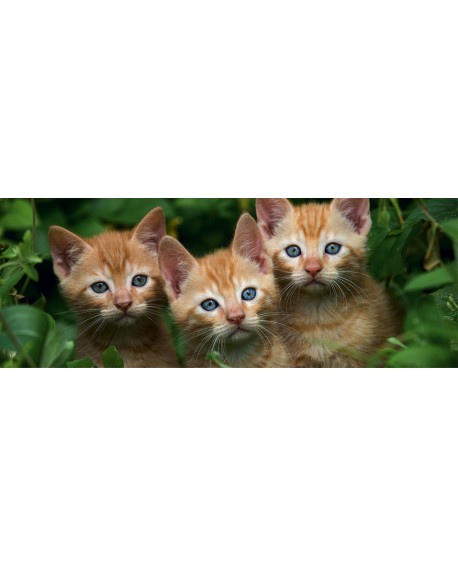 Chatons - Calendrier 2023