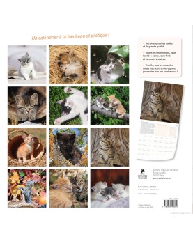 Calendrier Chatons 2026